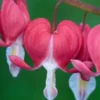 LAMPROCAPNOS Spectabilis 'Valentine'