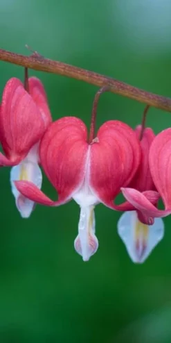 LAMPROCAPNOS Spectabilis 'Valentine'