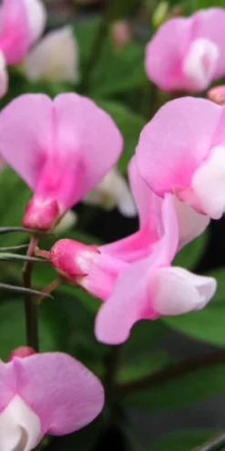 LATHYRUS Vernus 'Dark Pink'