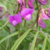 LATHYRUS Vernus 'Gracilis'