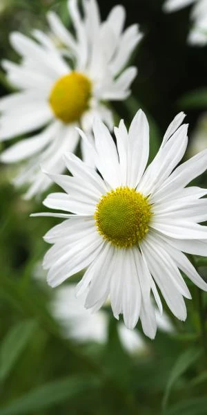 LEUCANTHEMELLA Serotina