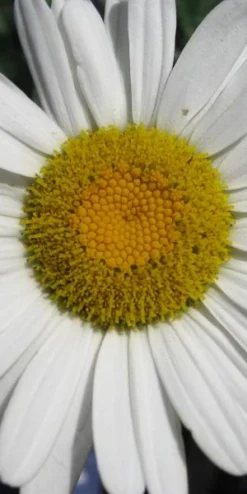 LEUCANTHEMUM X Superbum