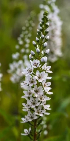 LYSIMACHIA Barystachys