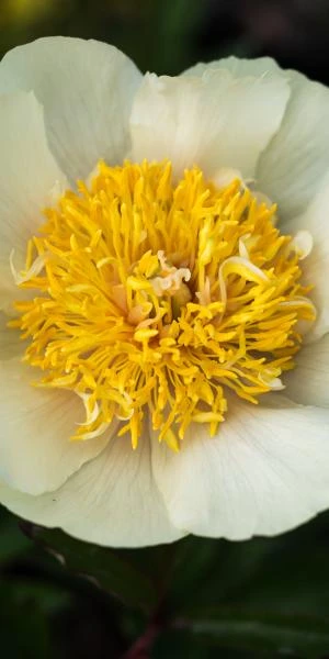 PAEONIA 'Claire De Lune'