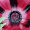 PAPAVER Orientale 'Patty's Plum'