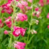 PENSTEMON 'Flamingo'