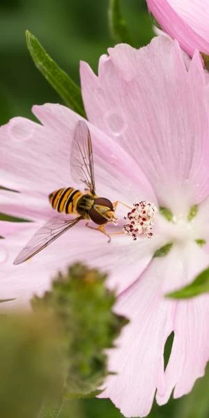 SIDALCEA 'Elsie Heugh' - Image 2