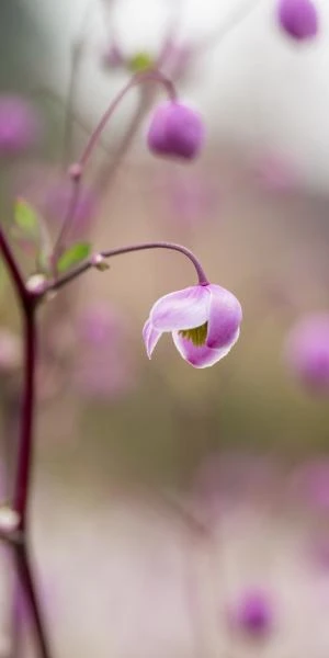 THALICTRUM 'Splendide' - Image 2