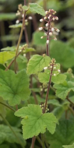 TIARELLA Polyphylla 'Filigran'