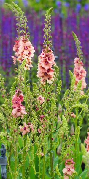 VERBASCUM (Cotswold Group) 'Cotswold Beauty' - Image 2