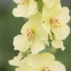 VERBASCUM (Cotswold Group) 'Gainsborough'